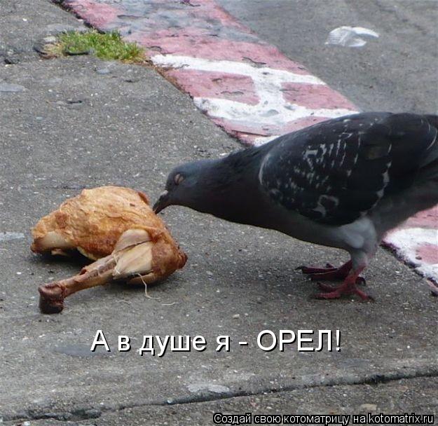 А в душе я - ОРЕЛ!... Котоматрица: А в душе я - ОРЕЛ!