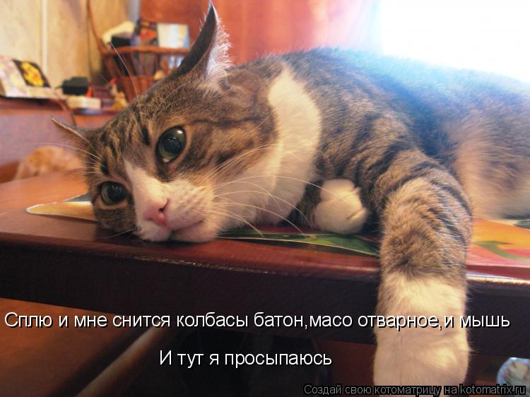 Сплю и мне снится колбасы батон,масо отварное,и мышь И тут я просыпаюсь И тут я просыпаюсь... Котоматрица: Сплю и мне снится колбасы батон,масо отварное,и мышь И тут я просыпаюсь И тут я просыпаюсь
