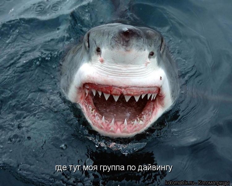 где тут моя группа по дайвингу... Котоматрица: где тут моя группа по дайвингу