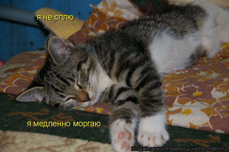 я не сплю я медленно моргаю... Котоматрица: я не сплю я медленно моргаю