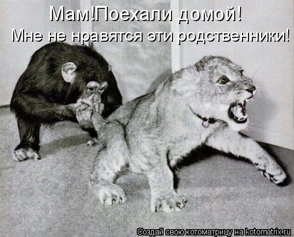 Мам!Поехали домой! Мне не нравятся эти родственники!... Котоматрица: Мам!Поехали домой! Мне не нравятся эти родственники!