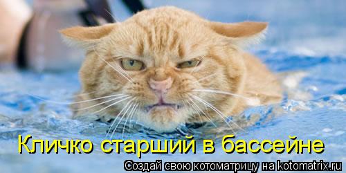 Кличко старший в бассейне... Котоматрица: Кличко старший в бассейне