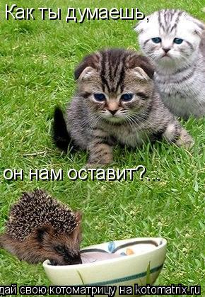 Как ты думаешь, он нам оставит?...... Котоматрица: Как ты думаешь, он нам оставит?...
