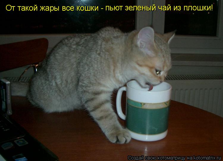 От такой жары все кошки - пьют зеленый чай из плошки!... Котоматрица: От такой жары все кошки - пьют зеленый чай из плошки!