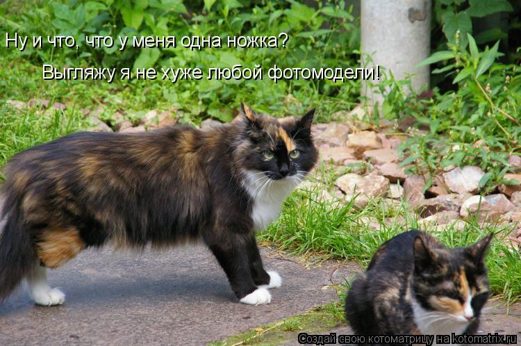 Ну и что, что у меня одна ножка? Выгляжу я не хуже любой фотомодели!... Котоматрица: Ну и что, что у меня одна ножка? Выгляжу я не хуже любой фотомодели!