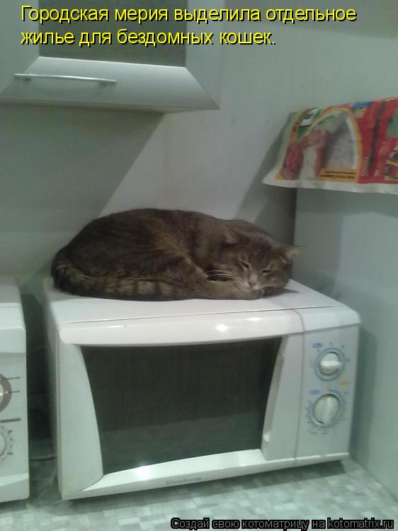 Городская мерия выделила отдельное жилье для бездомных кошек.... Котоматрица: Городская мерия выделила отдельное жилье для бездомных кошек.