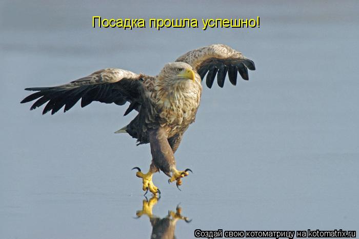 Посадка прошла успешно!... Котоматрица: Посадка прошла успешно!