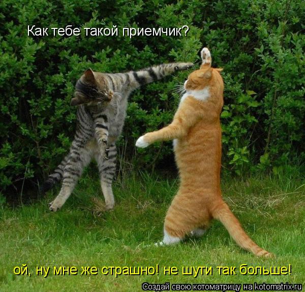 Как тебе такой приемчик? ой, ну мне же страшно! не шути так больше!... Котоматрица: Как тебе такой приемчик? ой, ну мне же страшно! не шути так больше!