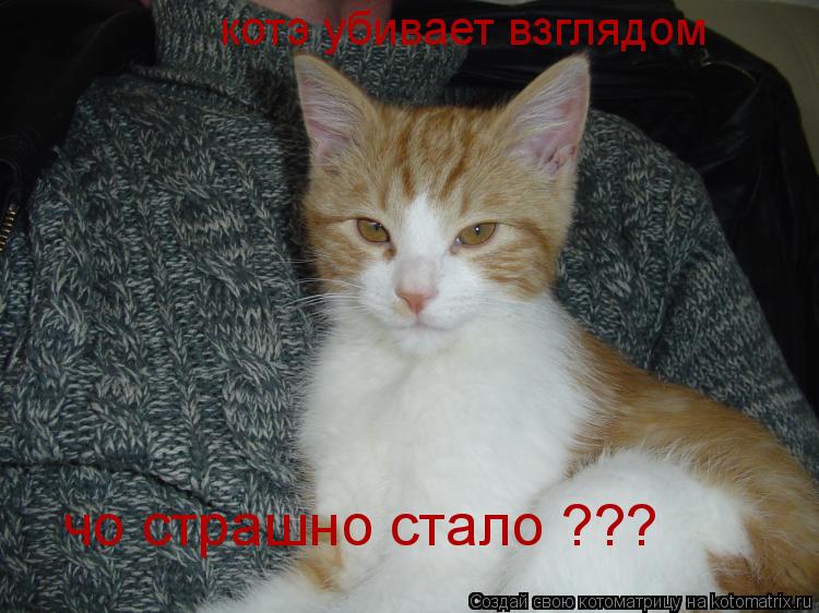 котэ убивает взглядом чо страшно стало ???... Котоматрица: котэ убивает взглядом чо страшно стало ???
