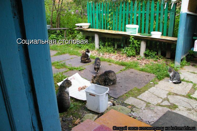 Социальная столовая.... Котоматрица: Социальная столовая.