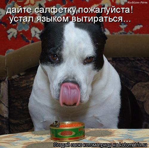 дайте салфетку,пожалуйста! устал языком вытираться...... Котоматрица: дайте салфетку,пожалуйста! устал языком вытираться...