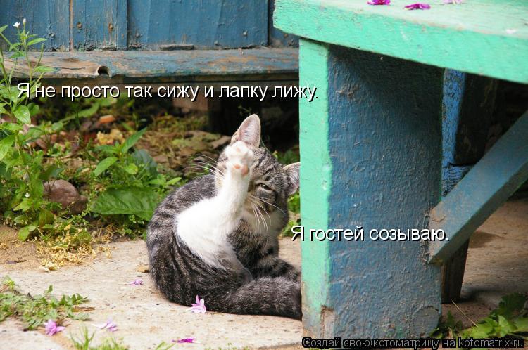 Я не просто так сижу и лапку лижу. Я гостей созываю.... Котоматрица: Я не просто так сижу и лапку лижу. Я гостей созываю.