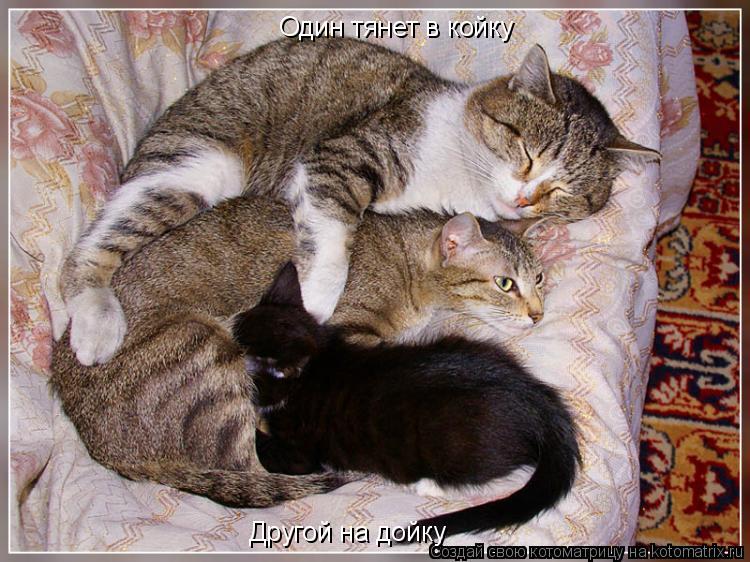 Один тянет в койку Другой на дойку... Котоматрица: Один тянет в койку Другой на дойку