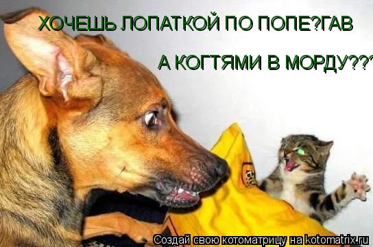 ХОЧЕШЬ ЛОПАТКОЙ ПО ПОПЕ?ГАВ А КОГТЯМИ В МОРДУ???... Котоматрица: ХОЧЕШЬ ЛОПАТКОЙ ПО ПОПЕ?ГАВ А КОГТЯМИ В МОРДУ???