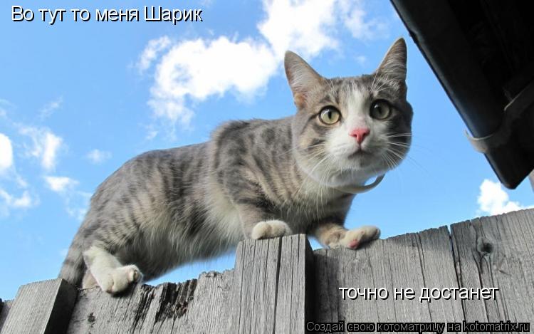 Во тут то меня Шарик точно не достанет... Котоматрица: Во тут то меня Шарик точно не достанет