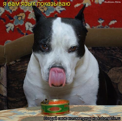 я вам язык показываю... Котоматрица: я вам язык показываю