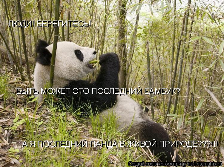 ЛЮДИ! БЕРЕГИТЕСЬ! БЫТЬ МОЖЕТ ЭТО ПОСЛЕДНИЙ БАМБУК? А Я ПОСЛЕДНИЙ ПАНДА В ЖИВОЙ ПРИРОДЕ???!!!... Котоматрица: ЛЮДИ! БЕРЕГИТЕСЬ! БЫТЬ МОЖЕТ ЭТО ПОСЛЕДНИЙ БАМБУК? А Я ПОСЛЕДНИЙ ПАНДА В ЖИВОЙ ПРИРОДЕ???!!!