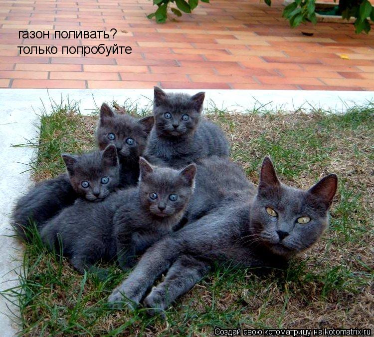 газон поливать? только попробуйте... Котоматрица: газон поливать? только попробуйте