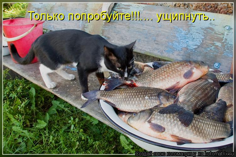 Только попробуйте!!!.... ущипнуть..... Котоматрица: Только попробуйте!!!.... ущипнуть..
