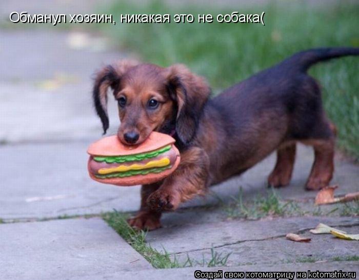 Котоматрица: Обманул хозяин, никакая это не собака(