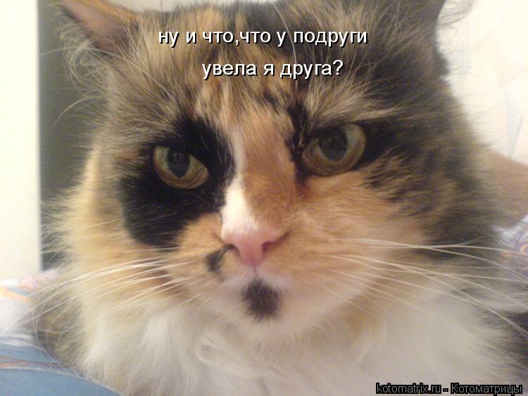 Котоматрица: ну и что,что у подруги увела я друга?