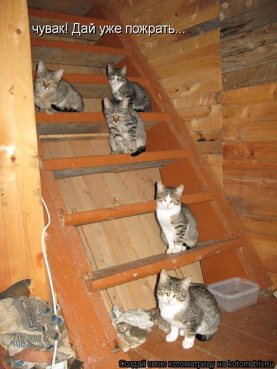 Котоматрица: чувак! Дай уже пожрать...