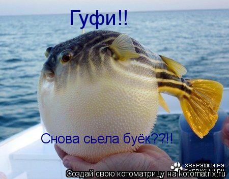 Котоматрица: Снова сьела буёк??!! Гуфи!!