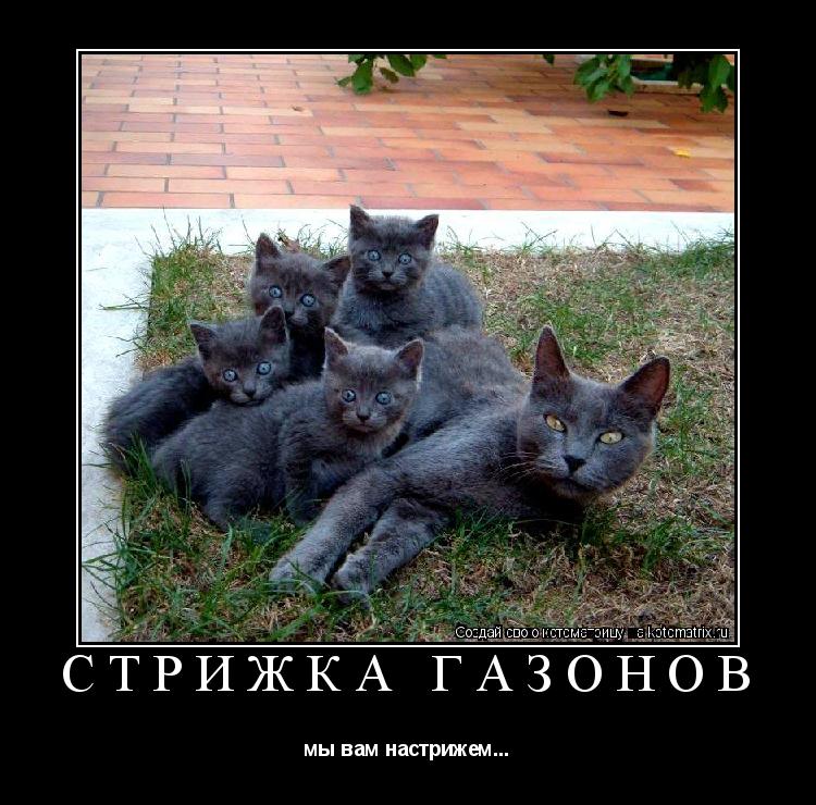 Котоматрица: стрижка газонов мы вам настрижем...