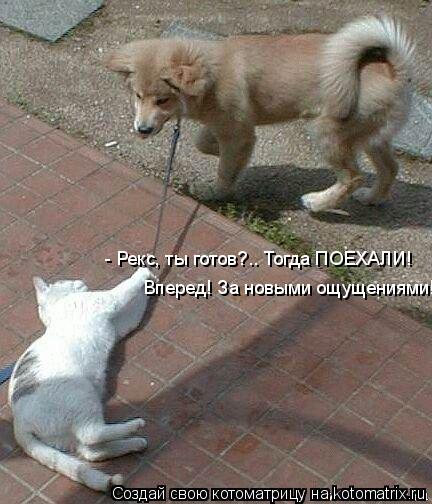- Рекс, ты готов?.. Тогда ПОЕХАЛИ! Вперед! За новыми ощущениями!... Котоматрица: - Рекс, ты готов?.. Тогда ПОЕХАЛИ! Вперед! За новыми ощущениями!