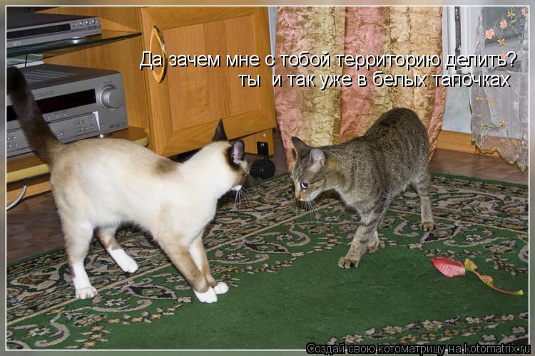 Да зачем мне с тобой территорию делить? ты и так уже в белых тапочках... Котоматрица: Да зачем мне с тобой территорию делить? ты и так уже в белых тапочках