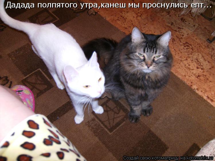 Дадада полпятого утра,канеш мы проснулись епт...... Котоматрица: Дадада полпятого утра,канеш мы проснулись епт...