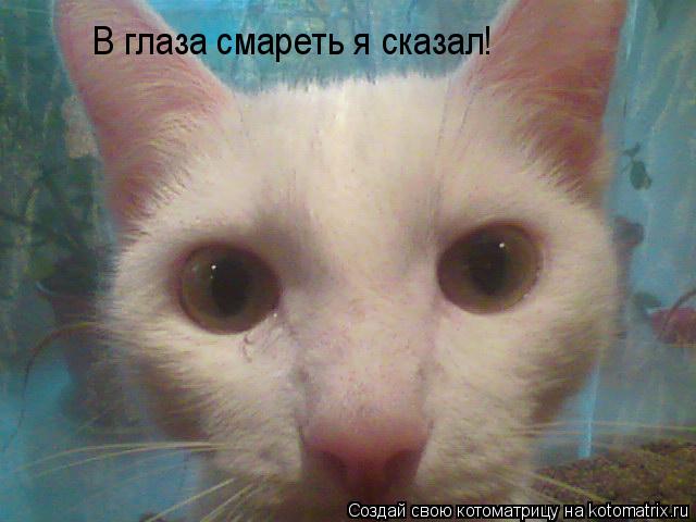В глаза смареть я сказал!... Котоматрица: В глаза смареть я сказал!