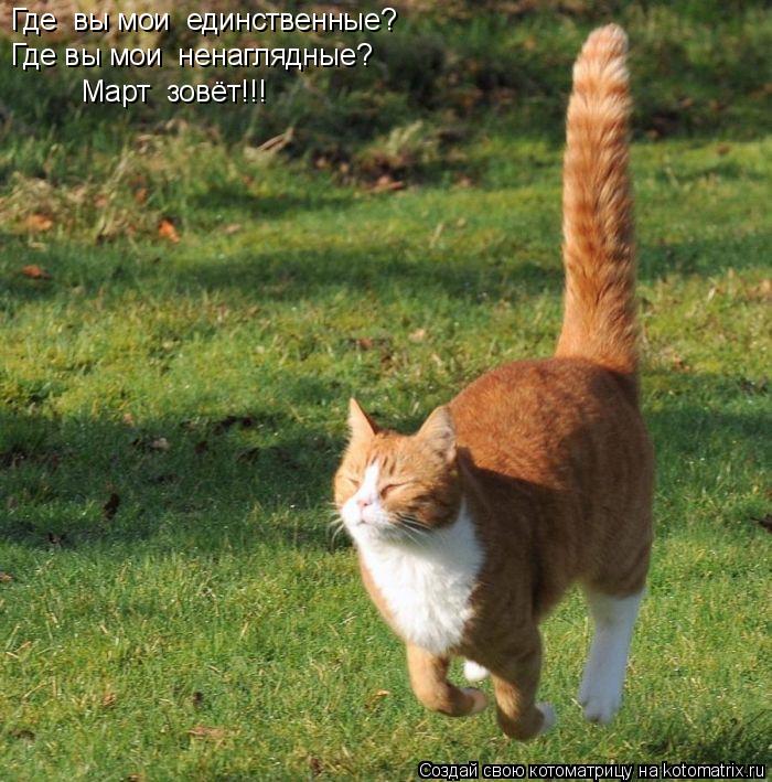 Где вы мои единственные? Где вы мои ненаглядные? Март зовёт!!!... Котоматрица: Где вы мои единственные? Где вы мои ненаглядные? Март зовёт!!!