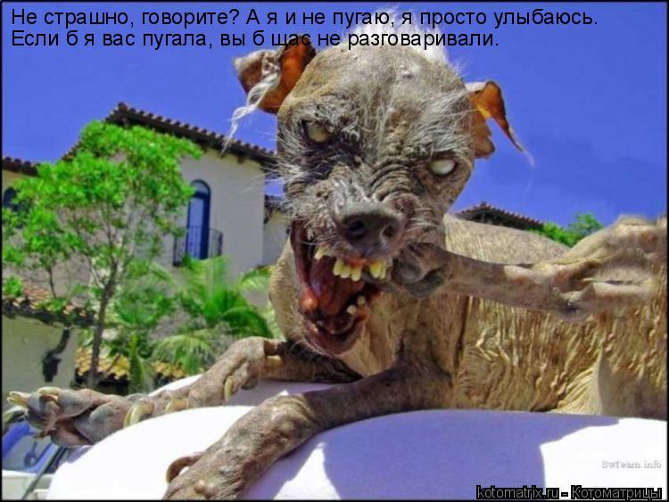 Котоматрица: Не страшно, говорите? А я и не пугаю, я просто улыбаюсь. Если б я вас пугала, вы б щас не разговаривали.