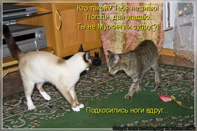 Кто такой? Тебя не знаю! Погоди, дай угадаю... Ты не Муркин ли супруг?! Подкосились ноги вдруг...... Котоматрица: Кто такой? Тебя не знаю! Погоди, дай угадаю... Ты не Муркин ли супруг?! Подкосились ноги вдруг...