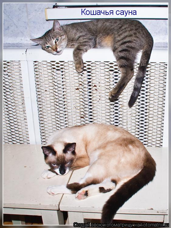 Кошачья сауна... Котоматрица: Кошачья сауна