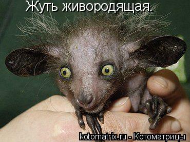 Жуть живородящая.... Котоматрица: Жуть живородящая.