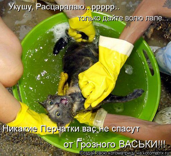 Укушу, Расцарапаю...ррррр.. только дайте волю лапе... Никакие Перчатки вас не спасут от Грозного ВАС... Котоматрица: Укушу, Расцарапаю...ррррр.. только дайте волю лапе... Никакие Перчатки вас не спасут от Грозного ВАСЬКИ!!!