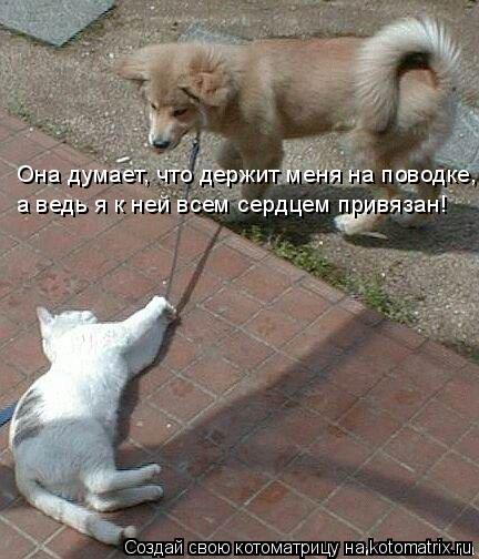 Она думает, что держит меня на поводке, а ведь я к ней всем сердцем привязан!... Котоматрица: Она думает, что держит меня на поводке, а ведь я к ней всем сердцем привязан!