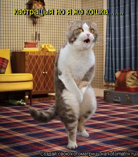 кастрацыя но я жэ кошка....... кастрацыя но я жэ кошка....... кастрацыя но я жэ кошка.......... Котоматрица: кастрацыя но я жэ кошка....... кастрацыя но я жэ кошка....... кастрацыя но я жэ кошка.......