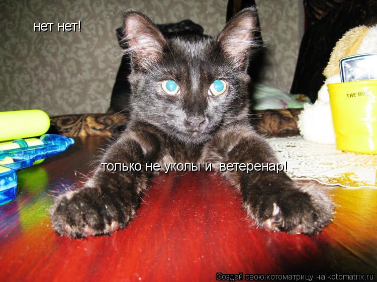 нет нет! только не уколы и ветеренар!... Котоматрица: нет нет! только не уколы и ветеренар!