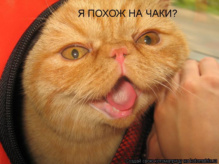 Я ПОХОЖ НА ЧАКИ?... Котоматрица: Я ПОХОЖ НА ЧАКИ?