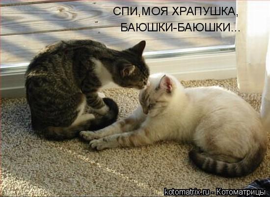 СПИ,МОЯ ХРАПУШКА, БАЮШКИ-БАЮШКИ...... Котоматрица: СПИ,МОЯ ХРАПУШКА, БАЮШКИ-БАЮШКИ...