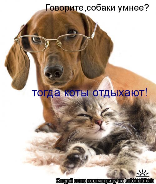 Котоматрица: Говорите,собаки умнее? тогда коты отдыхают!