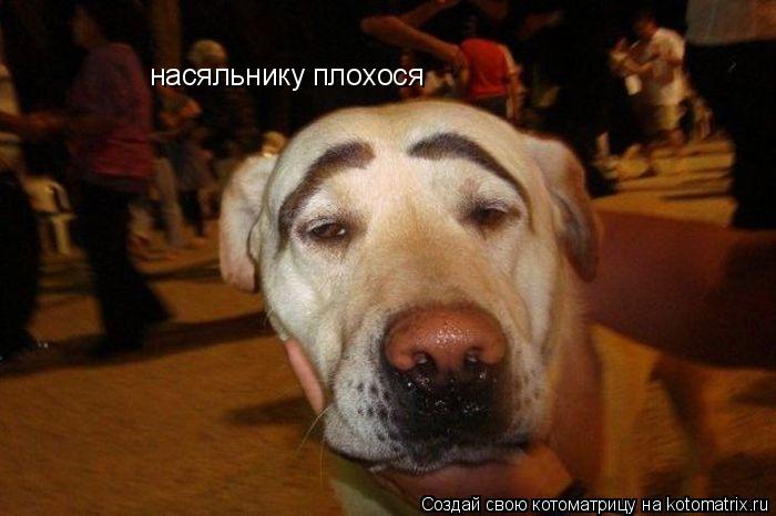 насяльнику плохося... Котоматрица: насяльнику плохося