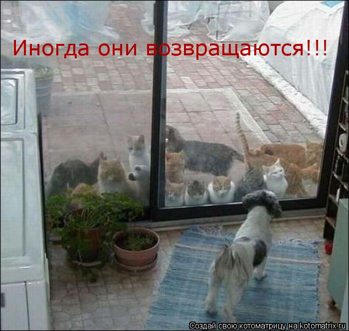 Иногда они возвращаются!!!... Котоматрица: Иногда они возвращаются!!!