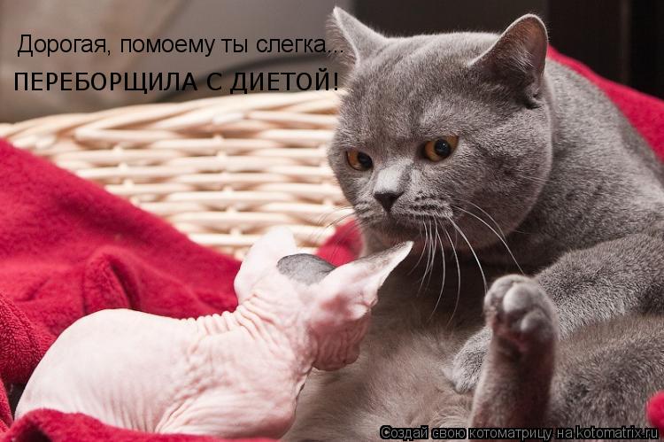 Дорогая, помоему ты слегка... ПЕРЕБОРЩИЛА С ДИЕТОЙ!... Котоматрица: Дорогая, помоему ты слегка... ПЕРЕБОРЩИЛА С ДИЕТОЙ!