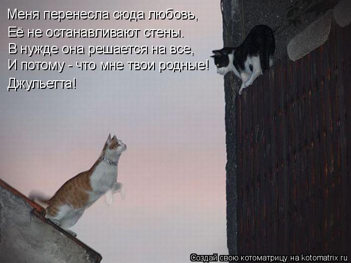 Меня перенесла сюда любовь, Её не останавливают стены. В нужде она решается на все, И потому - что мн... Котоматрица: Меня перенесла сюда любовь, Её не останавливают стены. В нужде она решается на все, И потому - что мне твои родные! Джульетта!
