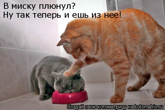 В миску плюнул? Ну так теперь и ешь из нее!... Котоматрица: В миску плюнул? Ну так теперь и ешь из нее!