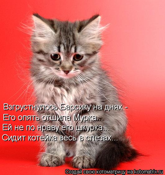 Взгрустнулось Барсику на днях - Его опять отшила Мурка... Ей не по нраву его шкурка... Сидит котейка ... Котоматрица: Взгрустнулось Барсику на днях - Его опять отшила Мурка... Ей не по нраву его шкурка... Сидит котейка весь в слезах...